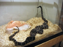 MD mating 1