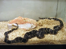 MD mating 2