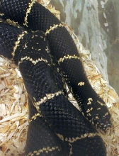 MD mating 3