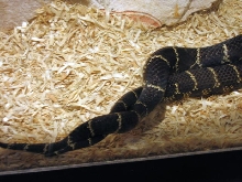 MD mating 4