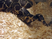 MD mating 5