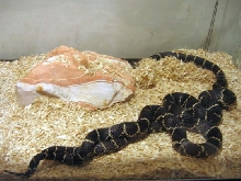 MD mating 6