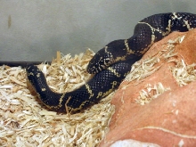 MD mating 7