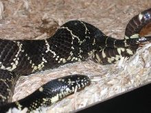 MD mating 8