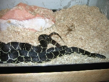 MD mating 9