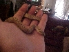 hoggie