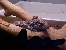 Rufus hanging out