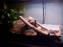 Rufus's new home