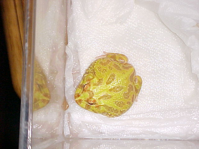 pacman 3