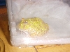 pacman 2