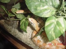creamsicle corn