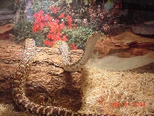sonoran'01-1