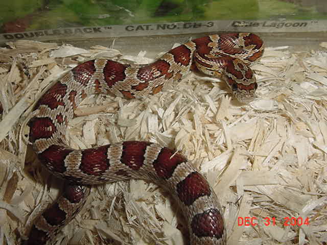 corn'03-2