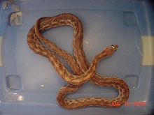 striped cape gopher