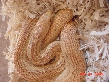 pac_albino_stripe
