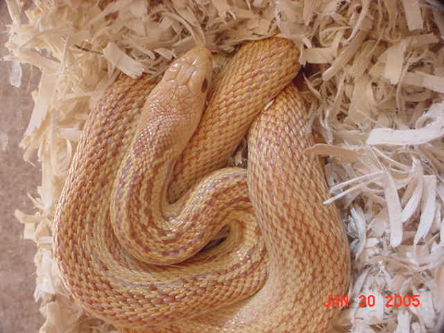 pac_albino_stripe