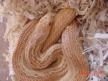 pac_albino_stripe2