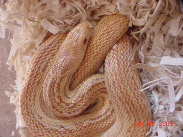 pac_albino_stripe2