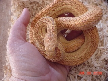 pac_albino_stripe3