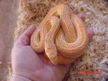 pac_albino_stripe3