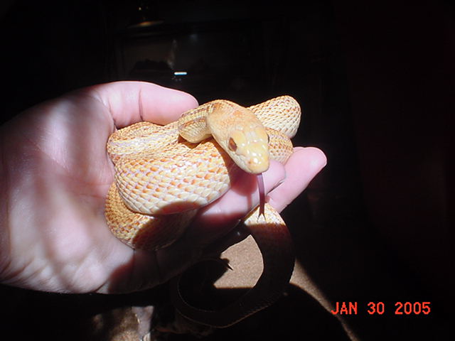 pac_albino_stripe6