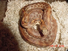cape_stripe1
