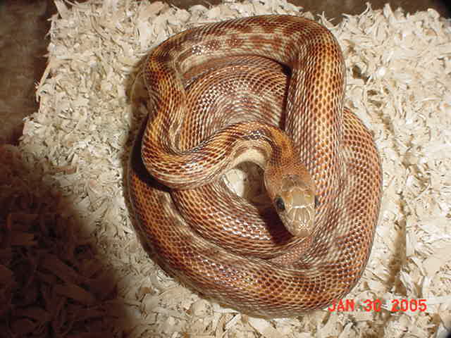 cape_stripe1