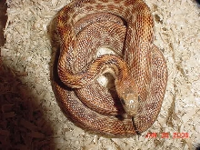 cape_stripe2
