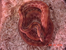 cape_stripe3