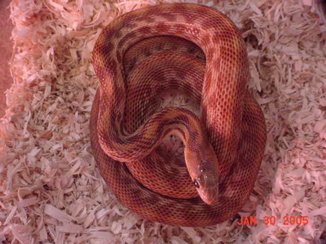 cape_stripe3