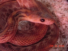 cape_stripe4