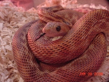 cape_stripe5