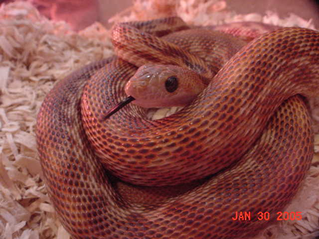 cape_stripe5