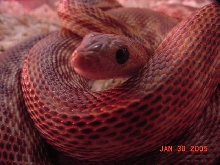 cape_stripe6