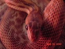 cape_stripe_head