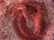 cape_stripe7