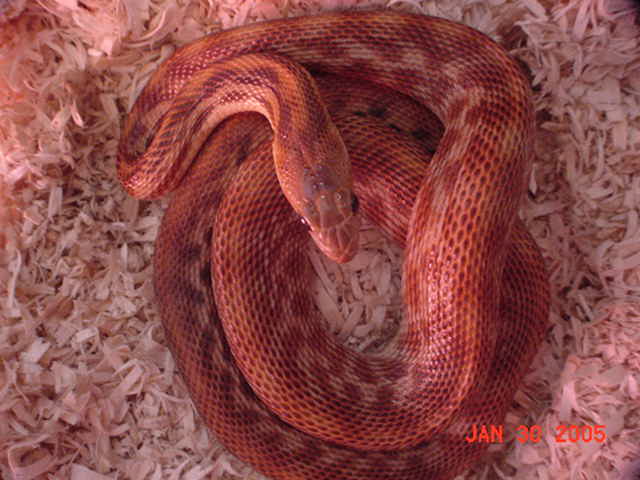 cape_stripe7
