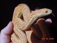 Pacific_stripe_albino