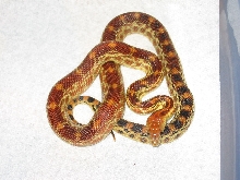 capefemale