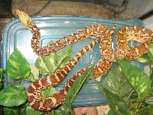 sonoran female