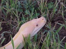 Goldie