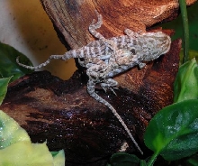 baby beardie with 2 bodies