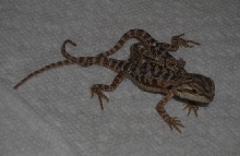 baby beardie with 2 bodies