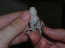 baby beardie with 2 bodies