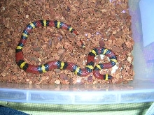 Lampropeltis triangulum elapsoides