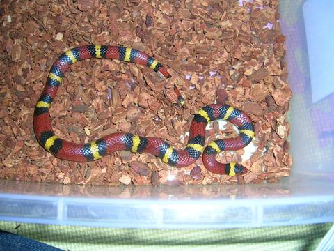 Lampropeltis triangulum elapsoides