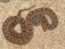 Pituophis what? 01