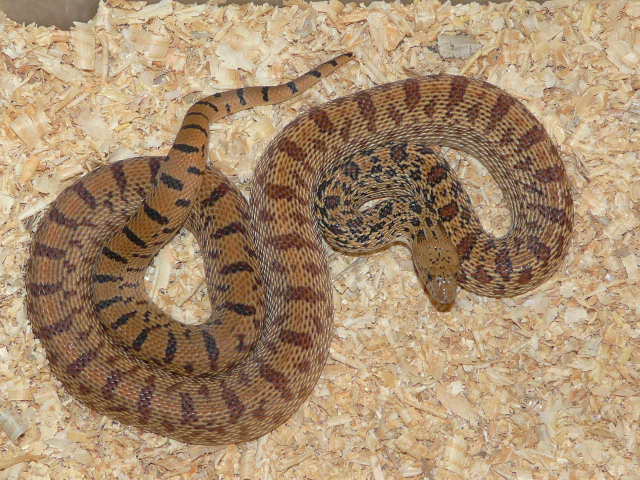 Pituophis what? 01