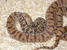 Pituophis what? 04