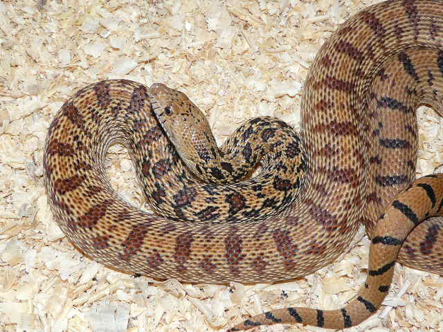 Pituophis what? 04